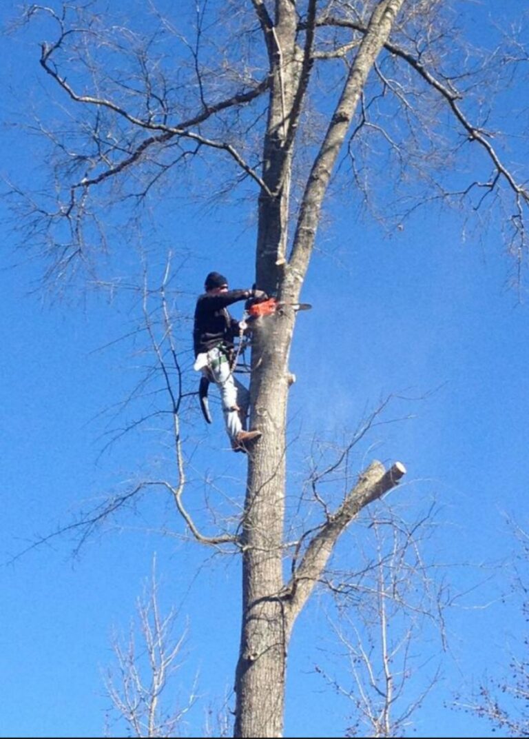 Tree Cutting Services in South Carolina - Tree Love LLC.